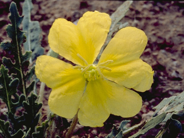 Oenothera primiveris (Desert evening-primrose) #6818