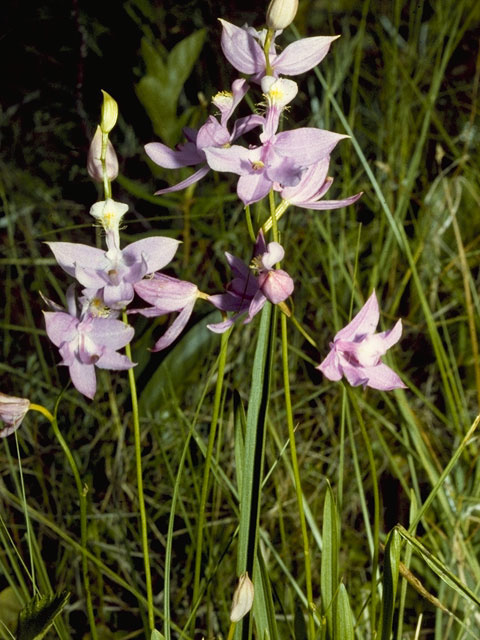 Calopogon tuberosus (Tuberous grasspink) #6835