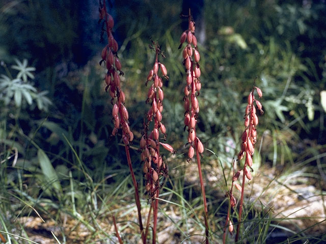 Corallorhiza maculata (Summer coralroot) #6855