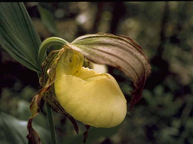 Cypripedium kentuckiense (Southern lady's-slipper) #6892