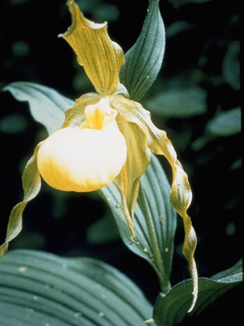 Cypripedium parviflorum var. pubescens (Greater yellow lady's slipper) #6913