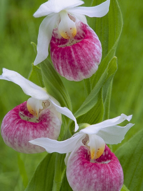 Cypripedium reginae (Showy lady's slipper) #6923