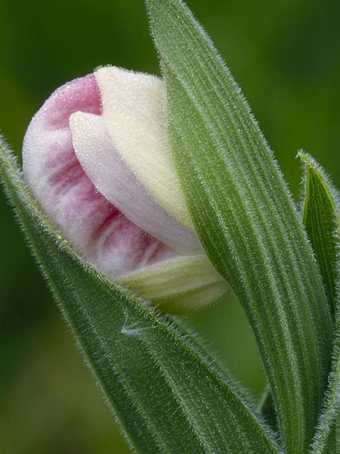 Cypripedium reginae (Showy lady's slipper) #6925