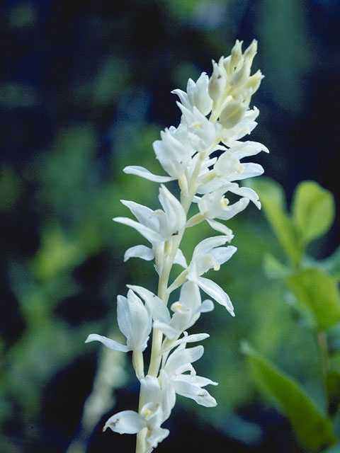 Cephalanthera austiniae (Phantom orchid) #6930