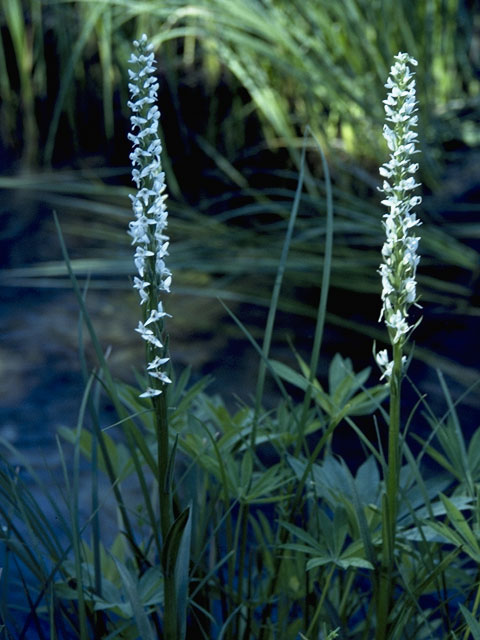 Platanthera dilatata var. dilatata (Scentbottle) #6952