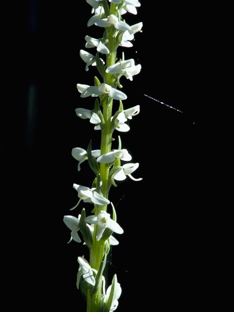 Platanthera dilatata var. dilatata (Scentbottle) #6953