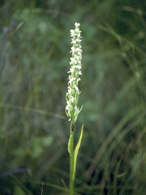 Platanthera dilatata var. dilatata (Scentbottle) #6955