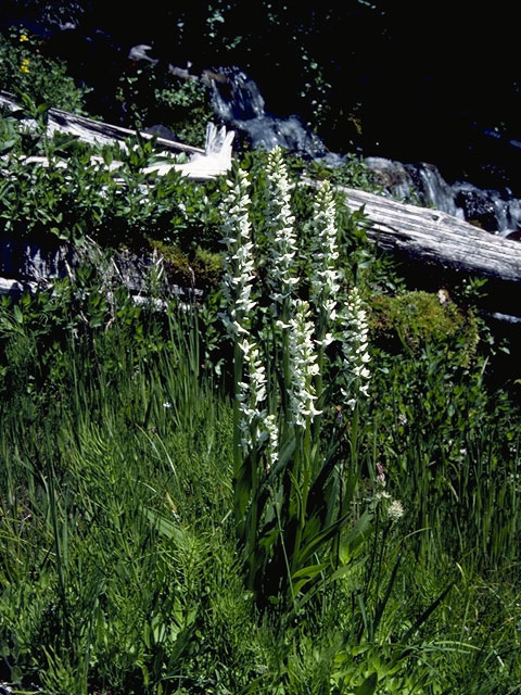 Piperia elegans ssp. elegans (Elegant piperia) #6957