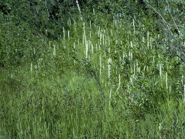 Piperia elegans ssp. elegans (Elegant piperia) #6958