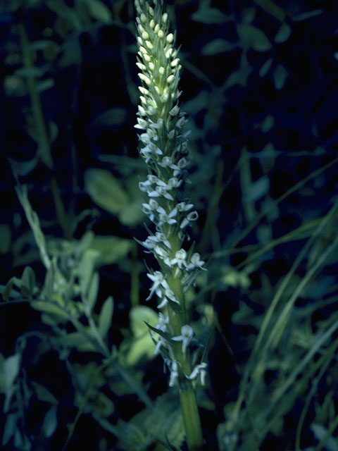 Piperia elegans ssp. elegans (Elegant piperia) #6962