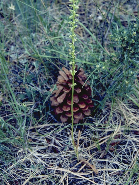 Piperia unalascensis (Slender-spire orchid) #6994