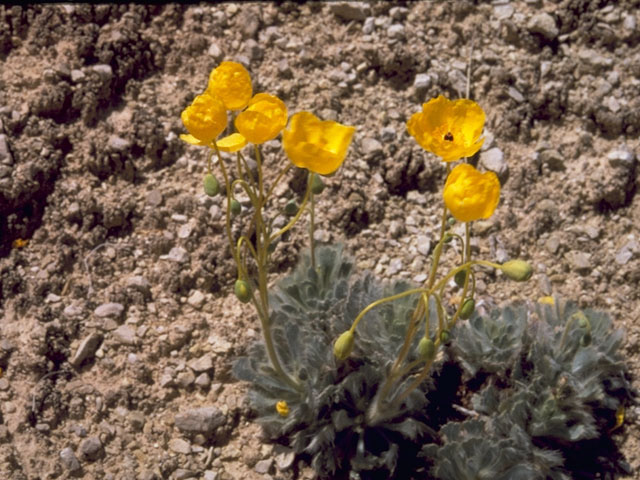 Arctomecon californica (California bear-poppy) #6999