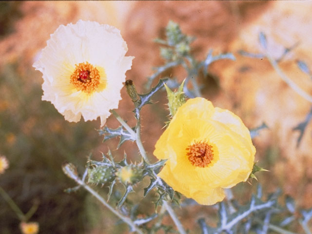 Argemone aenea (Golden pricklypoppy) #7005