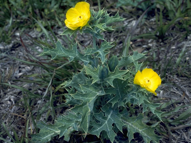 Argemone mexicana (Mexican prickly poppy) #7025