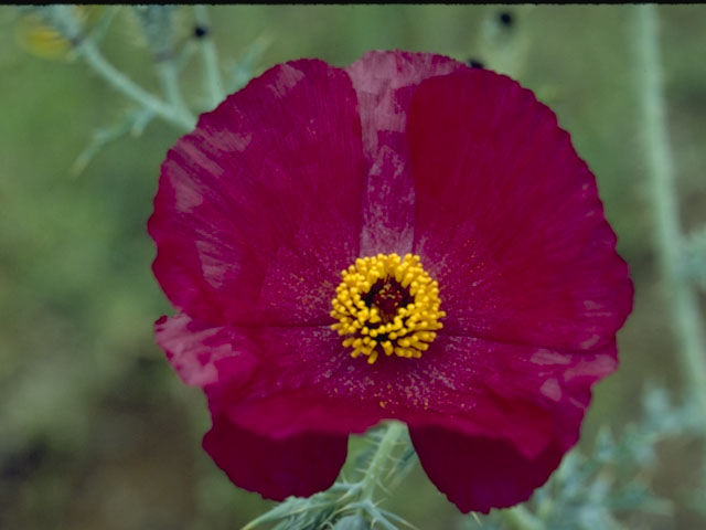 Argemone sanguinea (Red pricklypoppy) #7029