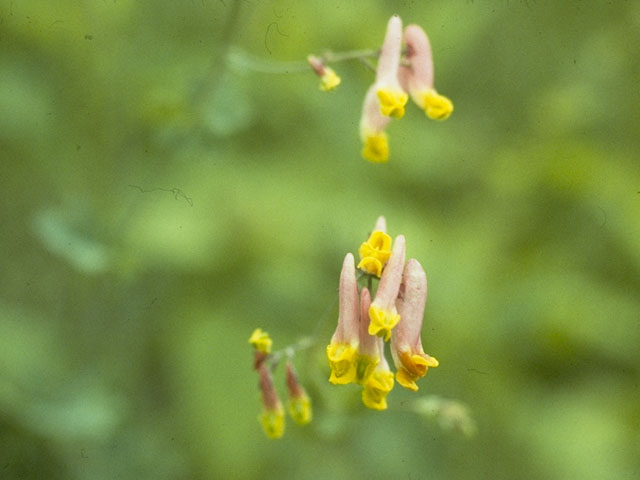 Corydalis sempervirens (Rock harlequin) #7047