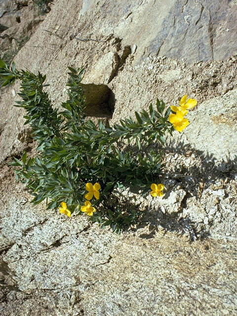 Dendromecon rigida (Tree poppy) #7048