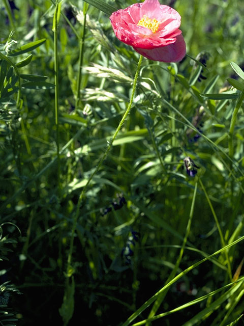 Papaver californicum (Western poppy) #7074