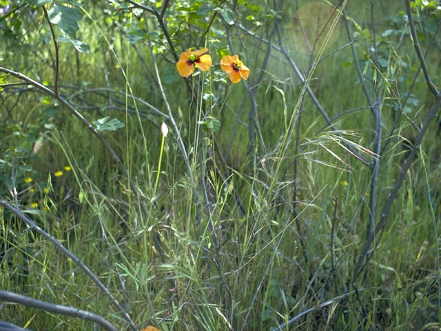 Stylomecon heterophylla (Wind poppy) #7102