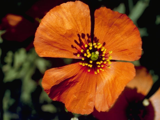 Stylomecon heterophylla (Wind poppy) #7103