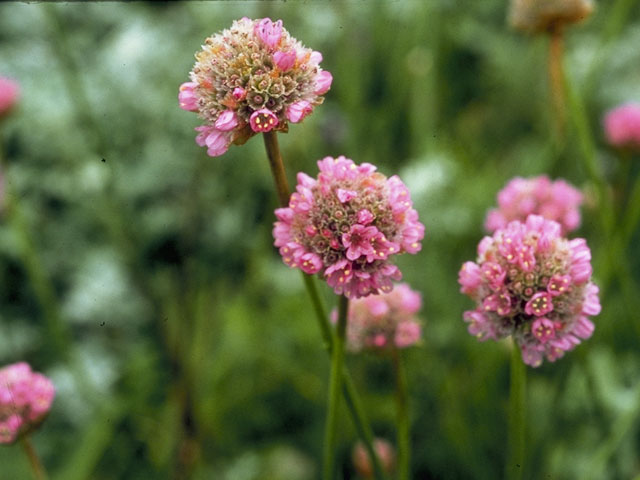 Armeria maritima (Thrift seapink) #7158