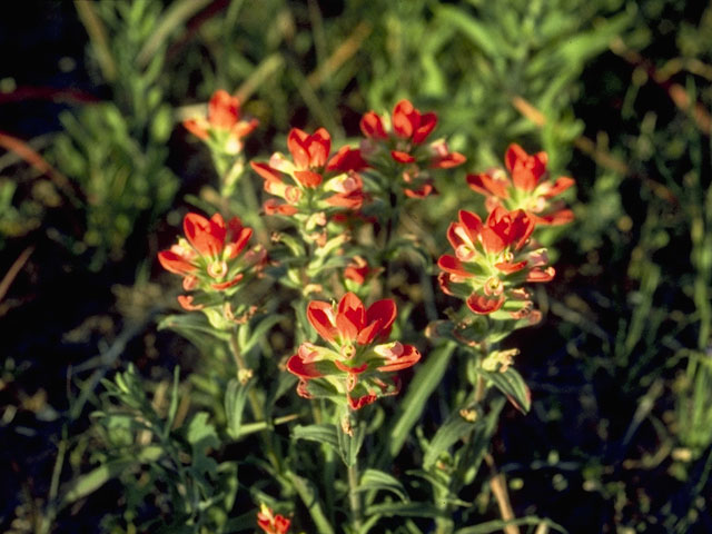 Castilleja indivisa (Texas indian paintbrush) #7166