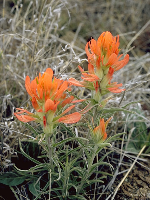 Castilleja integra (Wholeleaf indian paintbrush) #7182