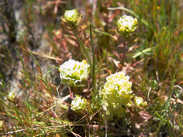 Castilleja ambigua ssp. ambigua (Johnny-nip) #7184