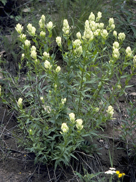 Castilleja sulphurea (Sulphur indian paintbrush) #7194