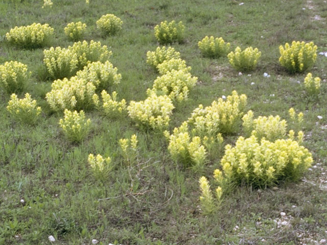 Castilleja purpurea var. citrina (Lemon paintbrush) #7212