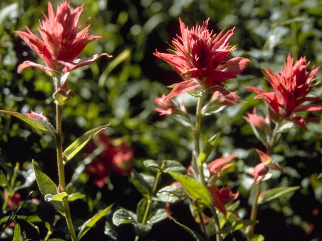 Castilleja miniata ssp. miniata (Giant red indian paintbrush) #7216