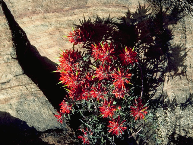 Castilleja scabrida var. scabrida (Zion indian paintbrush) #7221