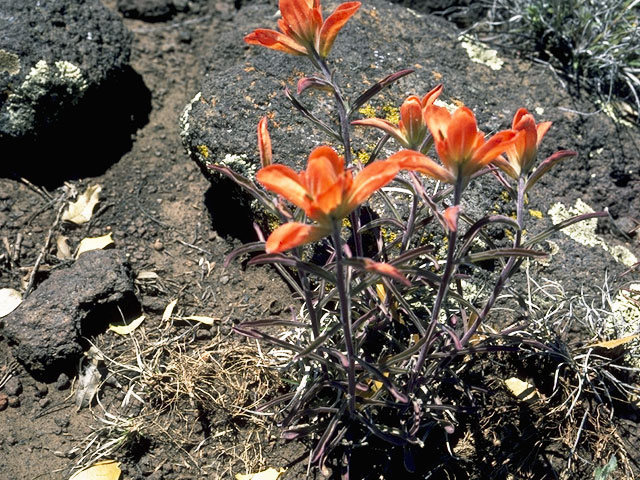 Castilleja integra (Wholeleaf indian paintbrush) #7222