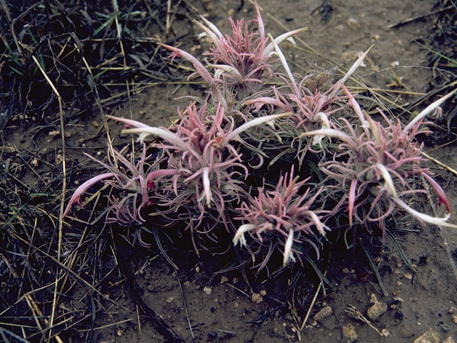 Castilleja sessiliflora (Downy painted cup) #7226