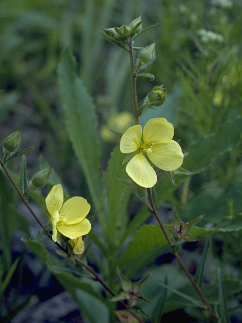 Ludwigia linearis (Narrowleaf primrose-willow) #7353