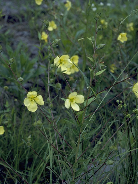 Ludwigia linearis (Narrowleaf primrose-willow) #7354