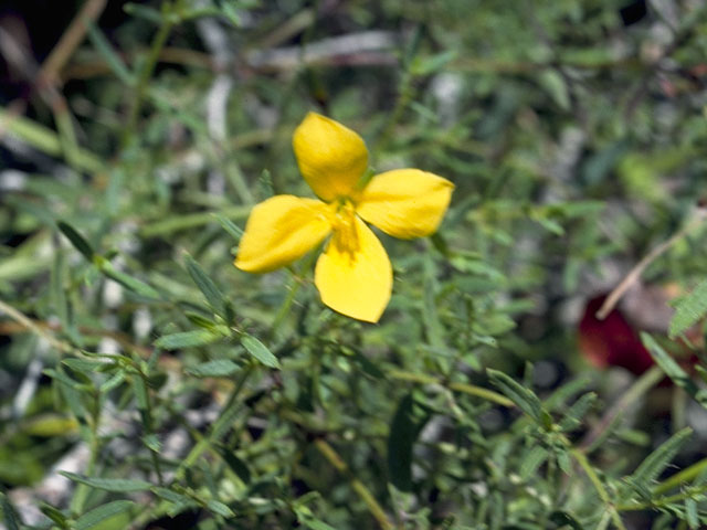 Ludwigia linearis (Narrowleaf primrose-willow) #7355