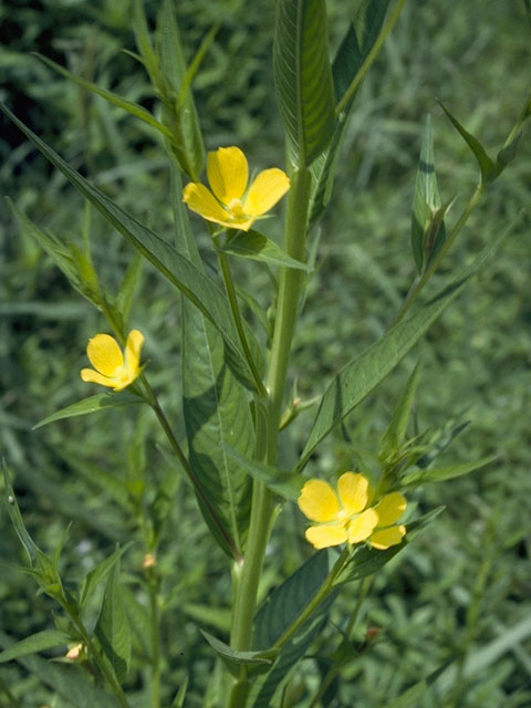 Ludwigia linearis (Narrowleaf primrose-willow) #7356