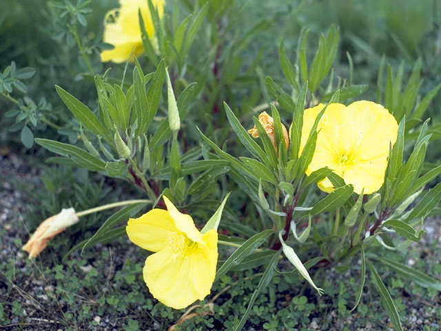 Oenothera brachycarpa (Shortfruit evening-primrose) #7386