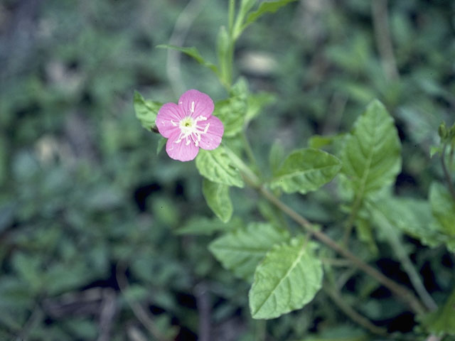 Oenothera speciosa (Pink evening primrose) #7414