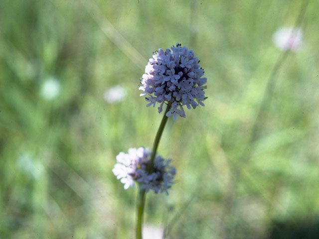 Plectritis congesta (Shortspur seablush) #7472