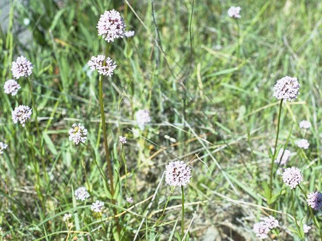 Plectritis congesta (Shortspur seablush) #7473