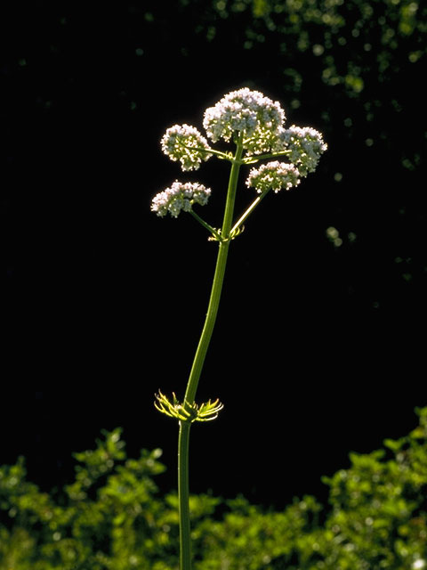 Valeriana uliginosa (Mountain valerian) #7482