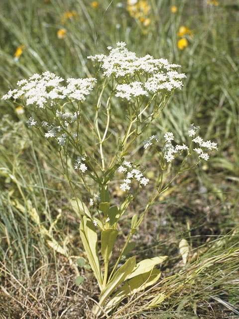 Valerianella amarella (Hairy cornsalad) #7484