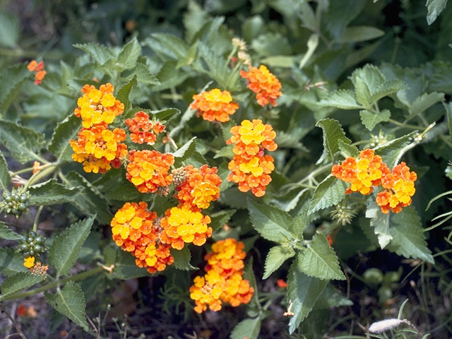 Lantana urticoides (Texas lantana) #7501