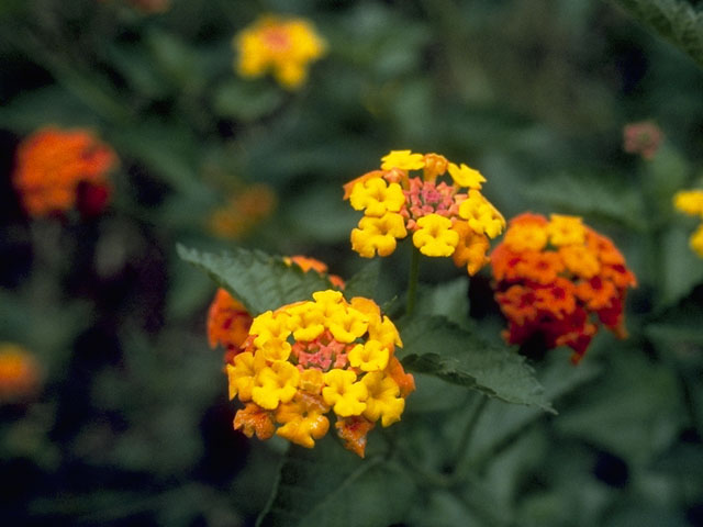 Lantana urticoides (Texas lantana) #7502