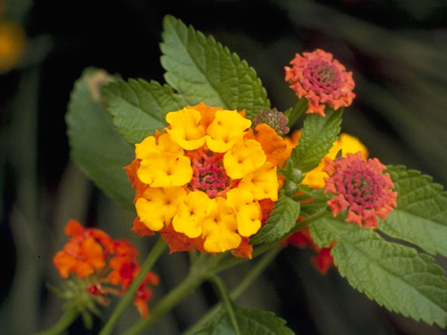 Lantana urticoides (Texas lantana) #7506