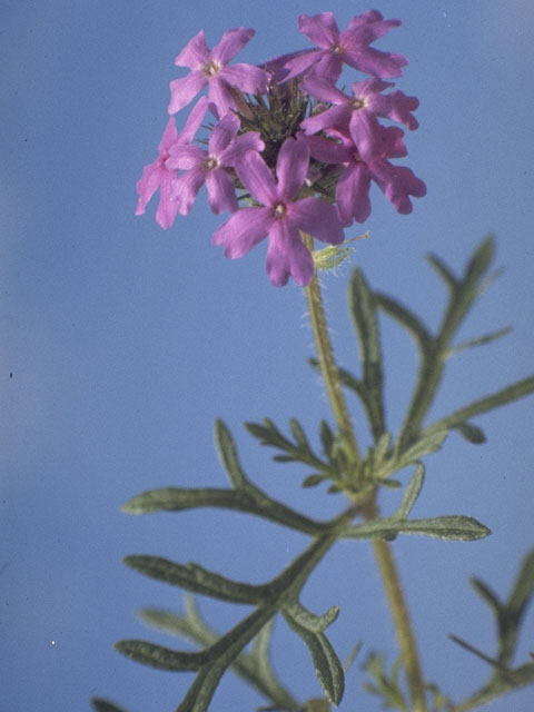 Glandularia bipinnatifida var. bipinnatifida (Prairie verbena) #7516