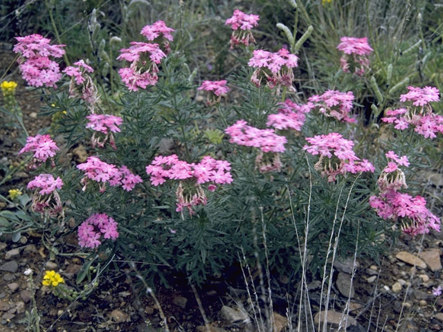 Glandularia canadensis (Rose vervain) #7522