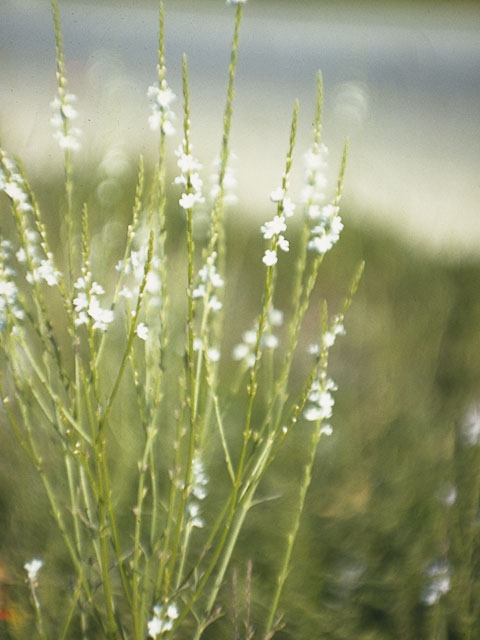 Verbena halei (Texas vervain) #7532